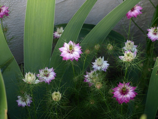 A garden flower photo