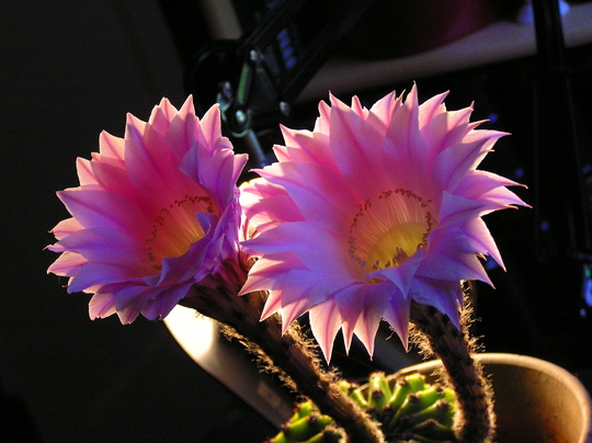 A garden flower photo