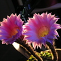 Peruvian_lily_034