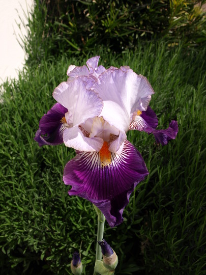 A garden flower photo