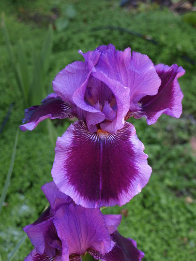 A garden flower photo