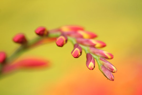 A garden flower photo