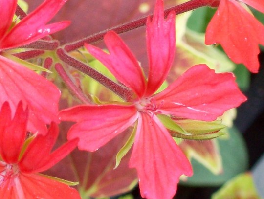 Pretty Petals