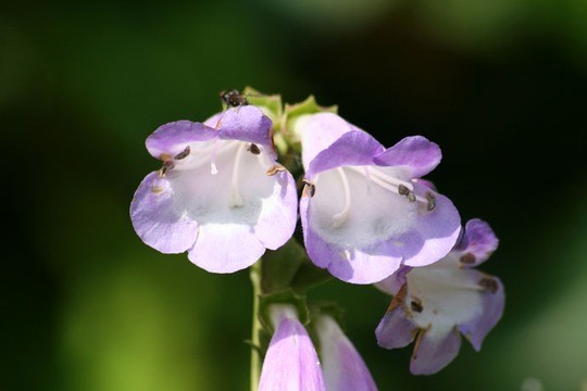 A garden flower photo