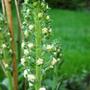 Copy_of_garden_043