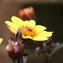 Yellow_dahlia_r