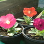 Dscf0222