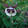 Aquilegia vulgaris 'William Guiness' (Aquilegia vulgaris 'William Guiness')