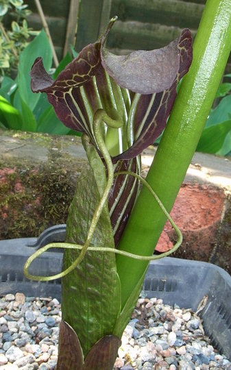 Arisaema griffithii (Arisaema griffithii)