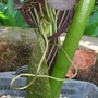 Arisaema griffithii (Arisaema griffithii)