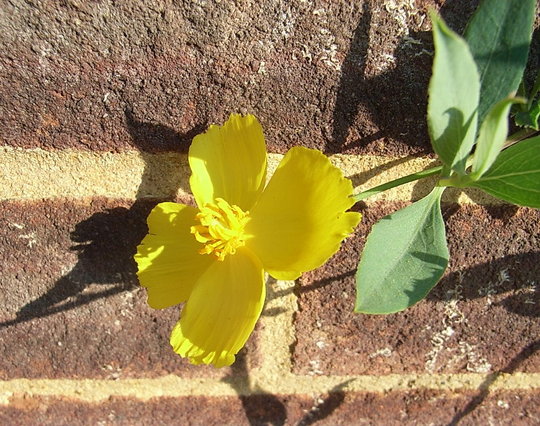 Dendromecon rigida (Dendromecon rigida)