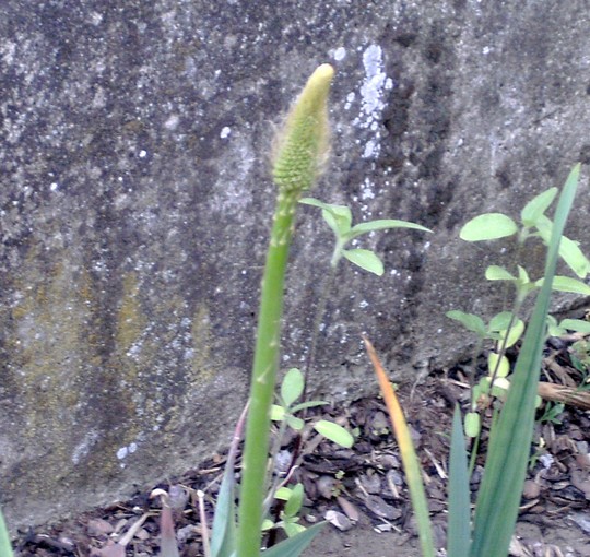 Fox tail lily. Flower spike shooting up. This will be its first ever flower. (Eremurus)
