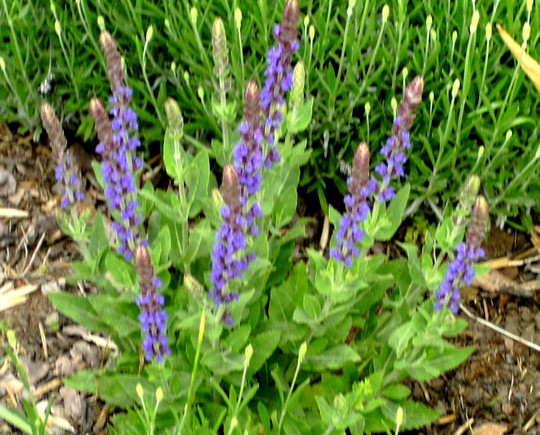 Salvia just coming into flower with Lavender behind it. (Salvia superba (Salvia))