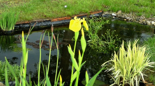 Iris and wildlife pond