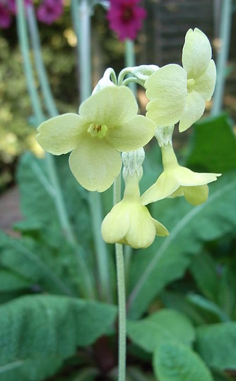 Primula sikkimensis (Primula sikkimensis)