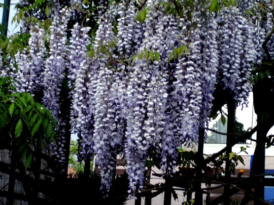 Last views of the Wisteria. It is dropping it's petals fast now. (Wisteria floribunda (Japanese Wisteria))