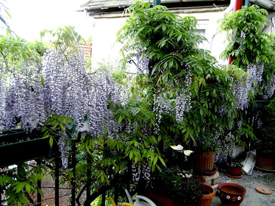 Wisteria fading on the terrace. (Wisteria floribunda (Japanese Wisteria))