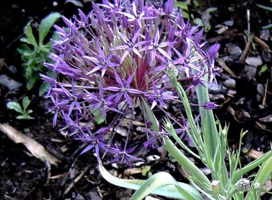 Allium Albospilosum.flower  (Allium albopilosum)
