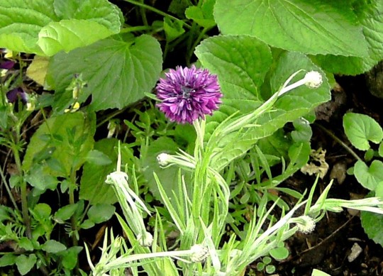 Centaurea just coming out in front garden (Centaurea cyanus (Cornflower))