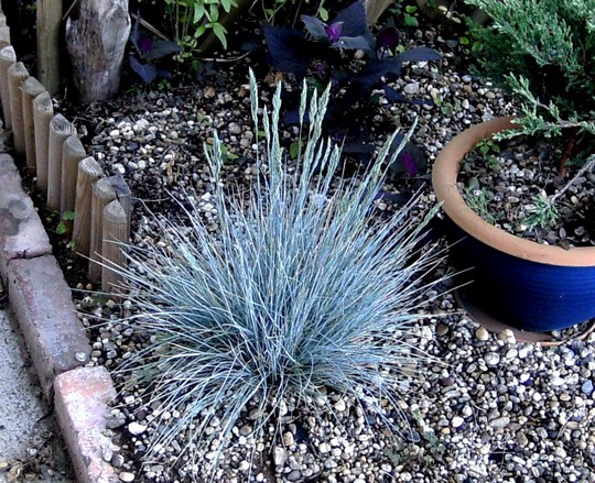 Fetuca glauca (Festuca glauca (Blue fescue))