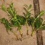 Propagation Techniques - Water only