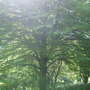 fagus
