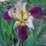 Merlot_iris