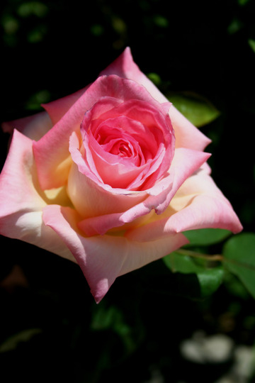 Princess Diana Rose
