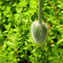 Unknown Flower