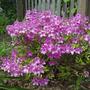 Azalea - Evergreene Girard's Fuchsia
