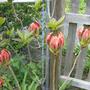 Azalea - Arneson Gem