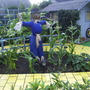 Latestcornfield2