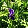 Tradescantia virginiana (Spiderwort)