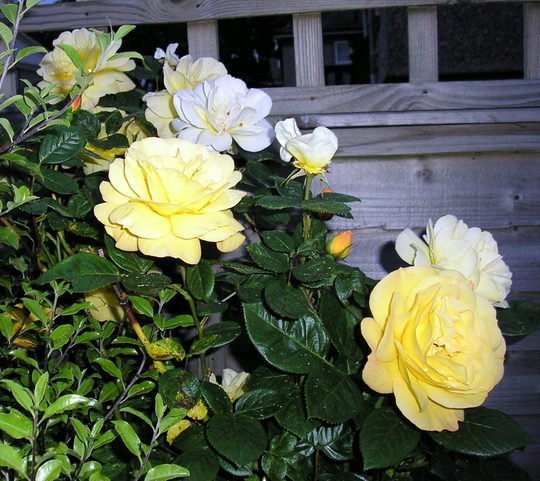 A garden flower photo