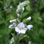Veronica_romana__blue_streak_