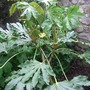 Fatsia_japonica