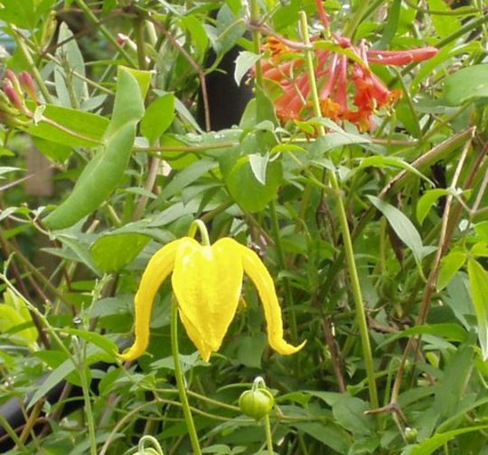 Clematis and Honey suckle (Clematis Orient and LonceraBrownii)