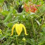 Clematis and Honey suckle (Clematis Orient and LonceraBrownii)