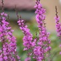 Lythrum