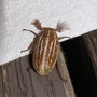 P7070081