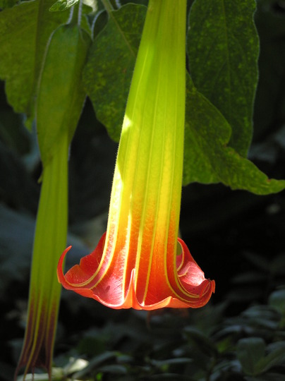 Trumpet flower
