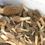 Morels_close_5-03-08_sm