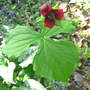 Trillium