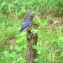 Bluebird_male_stump_5-15-08_exc_sm