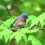 Bluebird_male_5-15-08_exc_sm
