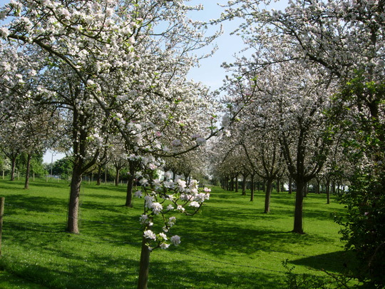 Spring Blossom