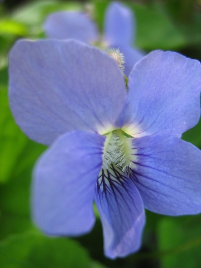 Viola...  