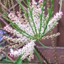 Tamarix aphylla