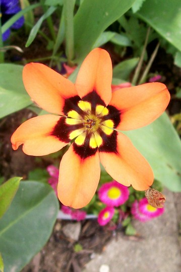 Harlequin Flower (Sparaxis tricolor (Harlequin Flower))