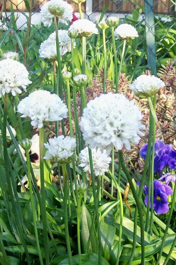 13_5_11.jpg (Armeria x pseudarmeria 'Joystick')